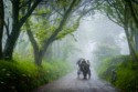 5- Mike Farley, Misty Morning on Sark, Chairmans Cup best advanced image